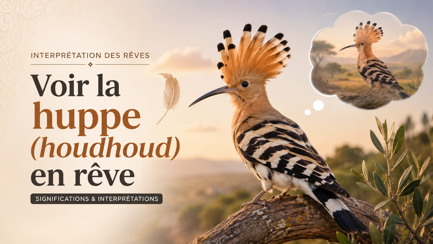 Voir la huppe (houdhoud) en rêve selon Ibn Sîrîn et An-Nâbulsî